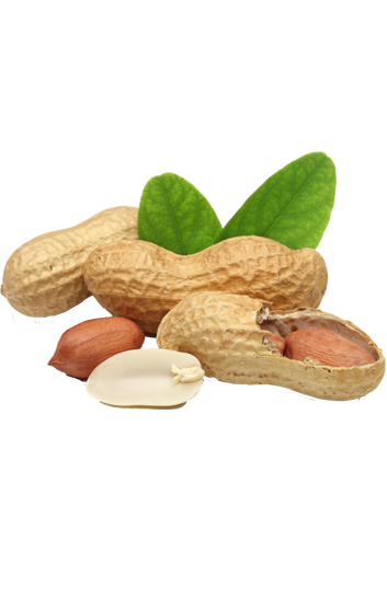 nbagriexport-peanutes
