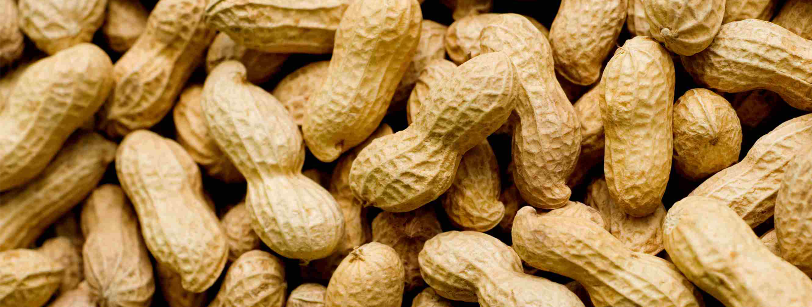 nbagriexport-peanutes